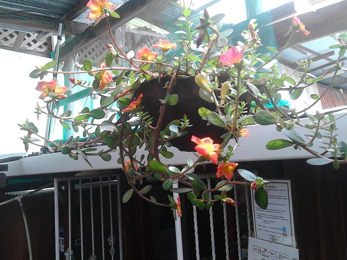 Hostel Julieta Rivas Bagian luar foto